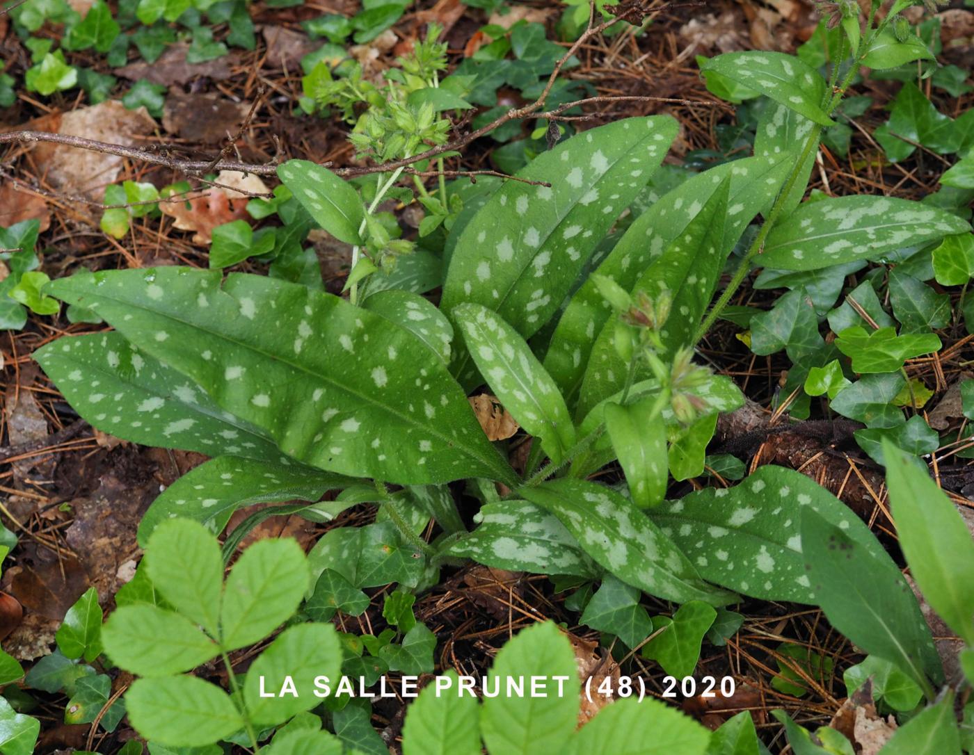 Lungwort, [Cvenol] leaf